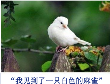 小梳子的个人online